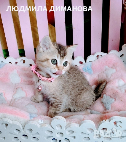 Шотландско мъжко златна чинчила 