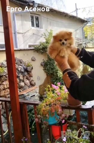 Мини померанче