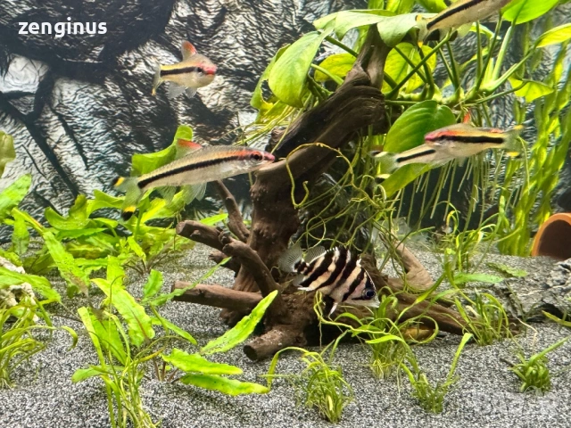 Датноид или сиамски тигър, снимка 2 - Рибки - 53779294