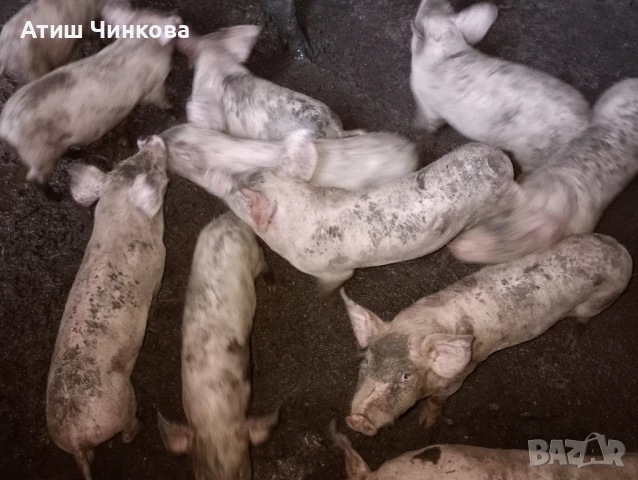 прасета  малки , снимка 1