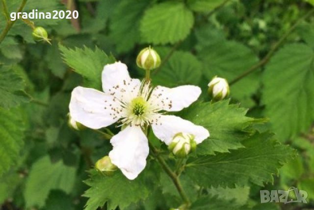 Къпина Бжезина - Blackberry Brzezina, снимка 3 - Разсади - 42501180