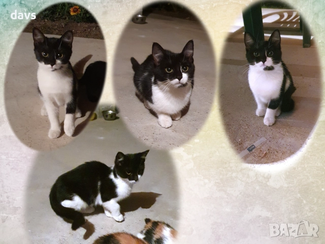 Малки котета – различни шарки, снимка 16 - Други - 51972893