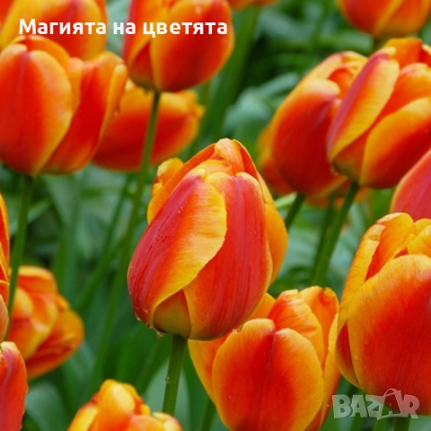 Разпродажба Лалета луковици 10 цвята