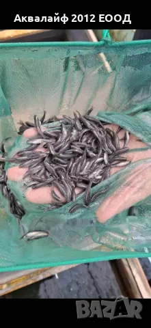 Рибки Гара руфа (Garra rufa) от ферма в България 