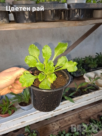 Три вида кампанула камбанка, гломерата и пирамидалис , снимка 10 - Градински цветя и растения - 52854164