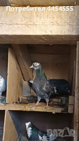 Гълъби 30 броя, снимка 8 - Гълъби - 52369901