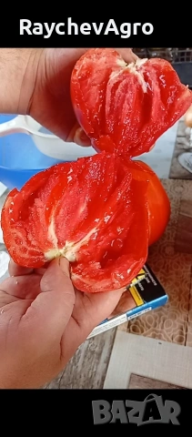 Семена, селски домати и др!, снимка 7 - Сортови семена и луковици - 53701787