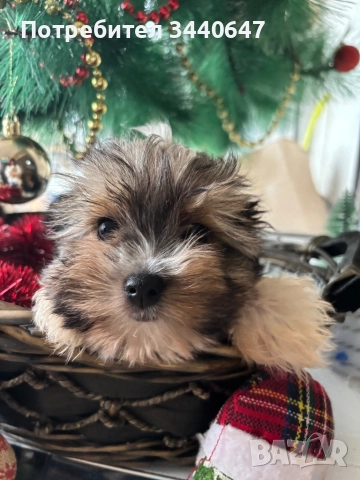 Мъжко йорки, снимка 8 - Йоркширски териер - 52553604