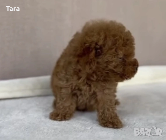 Малки пуделчета той, снимка 5 - Пудели - 53853859