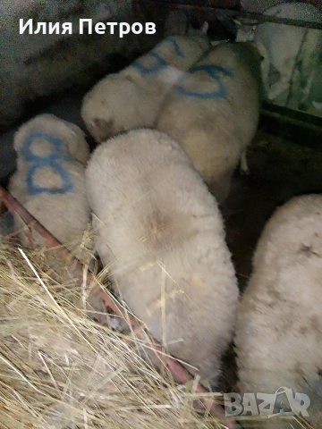 кочле, снимка 4 - Овце - 53781817