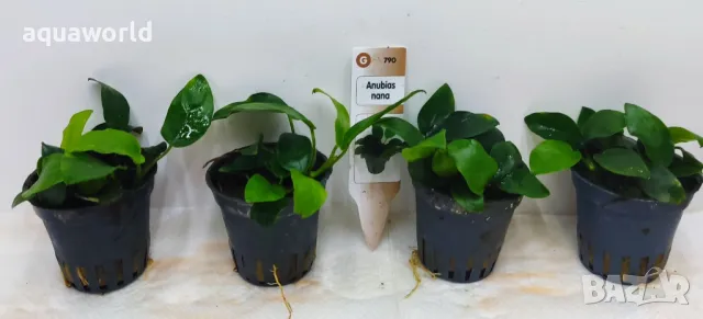 "ПРОМОЦИЯ" Анубиас нана, снимка 2 - Оборудване за аквариуми - 47064622