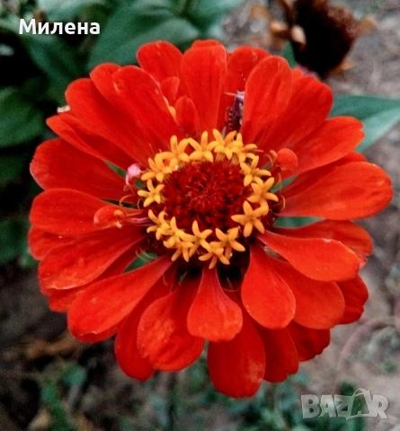 Семена висока и ниска циния , снимка 8 - Сортови семена и луковици - 49165896