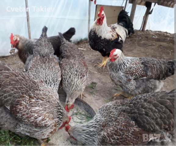 Катунски яйца, кокошки и петли, снимка 6 - други­ - 32540010