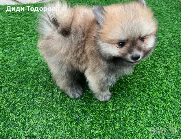 Померан Момче, снимка 1