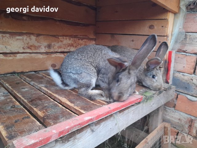Домашни свободни зайци, снимка 9 - Други - 41344919