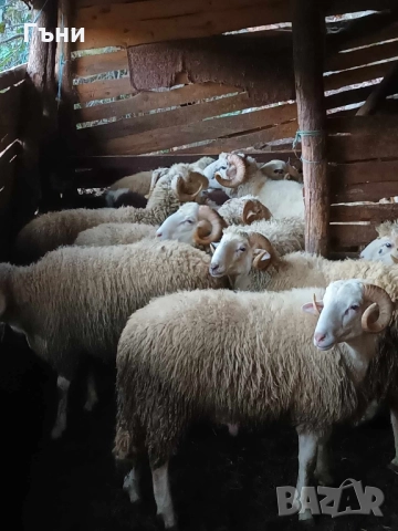 коч кочове за продан , снимка 3 - Овце - 51533244