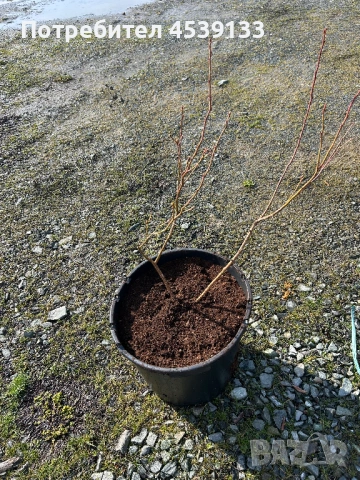 Боровинки сорт Дюк 4 годишни, снимка 2 - Разсади - 53579008