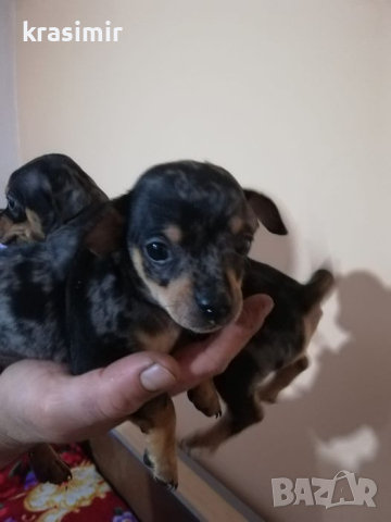малки кученца Чихо пинчер Мерле, снимка 5 - Пинчер - 44658283
