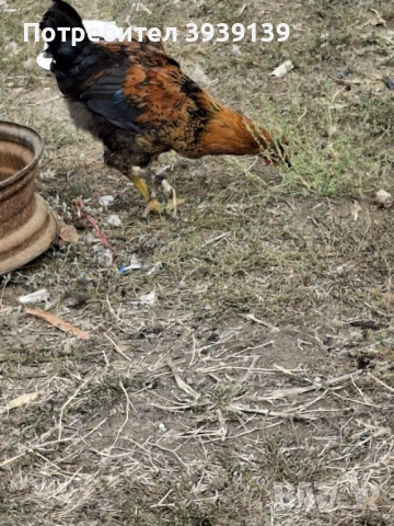 продавам петли , снимка 7 - Кокошки и пуйки - 51807625