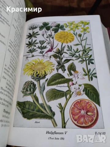 Семеен Лекар .1926 г.д-р мед.Бела Мюлер., снимка 11 - Антикварни и старинни предмети - 51139029