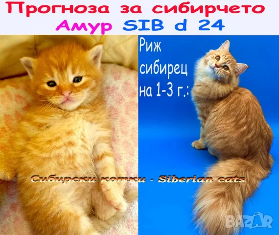Сибирски котенца, сибирче, хипоалергично, коте, сибирска котка, снимка 16 - Сибирски - 56132083