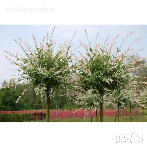 Salix integra 'Hakuro Nishiki' -Пъстролистна върба, снимка 3 - Градински цветя и растения - 49189616