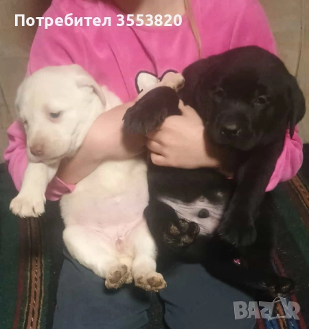 Лабрадорчета