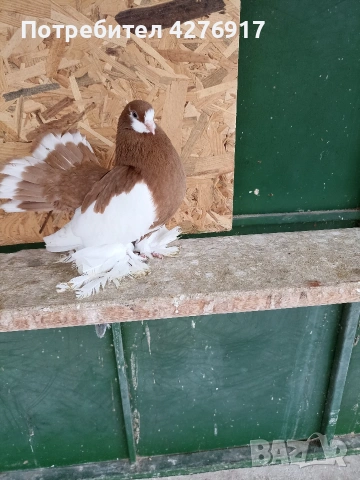 Има още 2 красиви гълъба (мъжки)