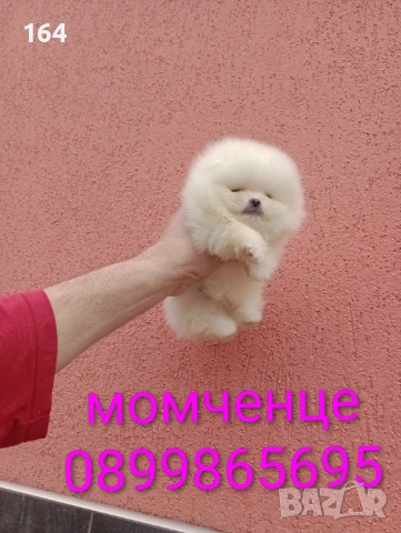Прекрасен избор на бели мини Померани.  Реални снимки от 13.03.26 г. 