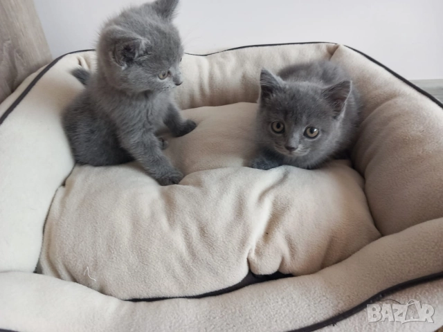 Британски Котета момичета , снимка 7 - Британска късокосместа - 52917445