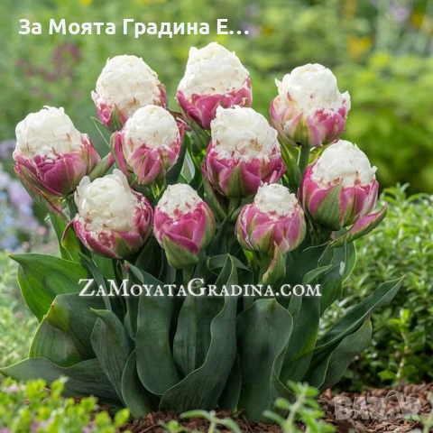 Сладоледено Лале , снимка 7 - Сортови семена и луковици - 53623458