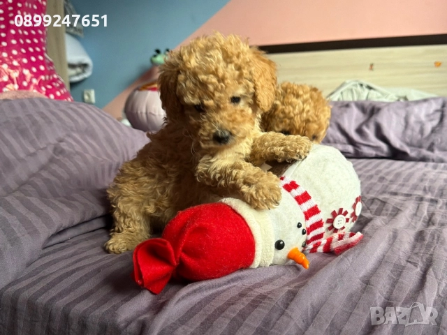 Той пуделчета