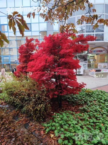 Японски клен - Ацер Студоустойчив Налични 5 вида , снимка 12 - Разсади - 33942954