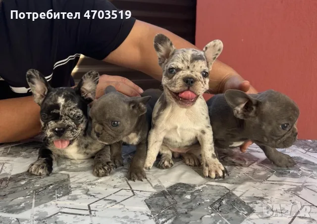Френски булдог мерле