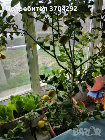 Продавам дръвче лимон, снимка 3 - Градински цветя и растения - 48982233