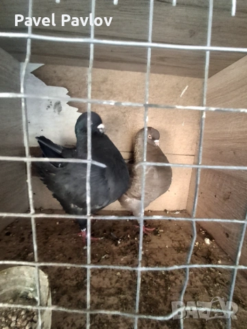 Продавам модени, снимка 6 - Гълъби - 53667265