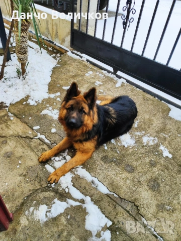 Продавам немска овчарка