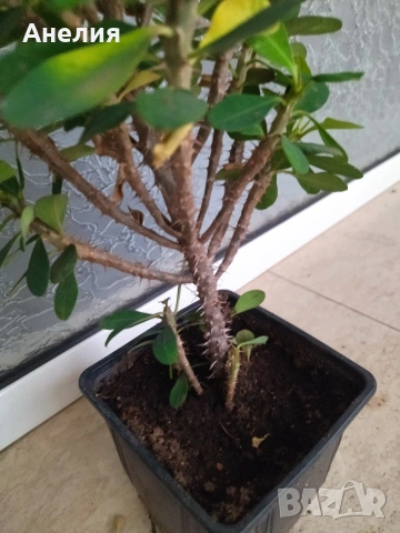 Исусов венец на 2 години развито, снимка 3 - Стайни растения - 53333151