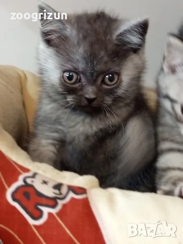 Шотландски клепоухи котенца