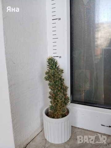 Сукуленти и кактуси , снимка 4 - Стайни растения - 52695803