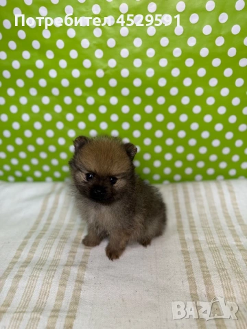 Померан померани померанчета Мини померан мини померани, снимка 10 - Померан - 53490878