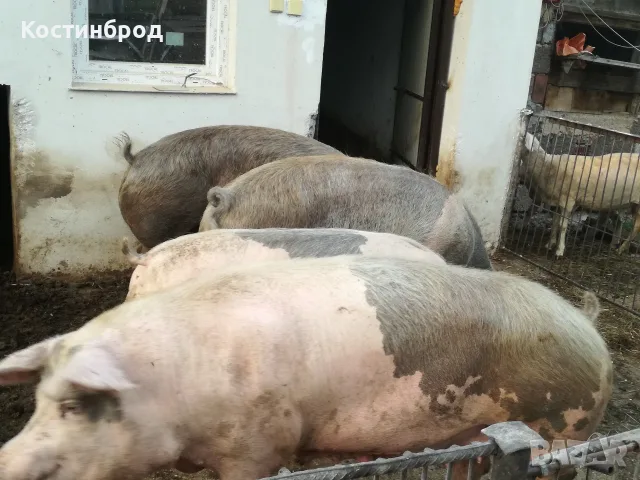 ПРАСЕТА 100 -150 КИЛА. АКЦИЯ  , снимка 5 - Прасета - 56078408