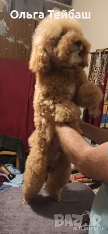 Пудел момче търси приятелка, снимка 2 - Пудели - 47853140