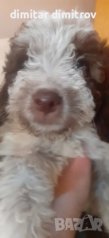 лагото романьоло 