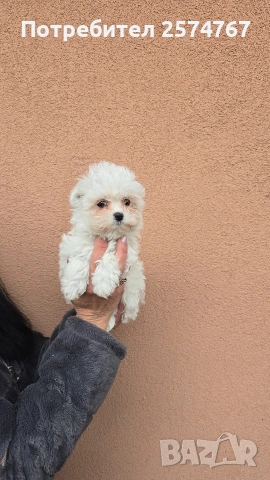 Малтийска болонка , снимка 2 - Болонка - 53600936