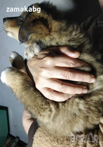 Подаряваме кученца бездомничета пухени бобчета, снимка 2 - Други - 52430271