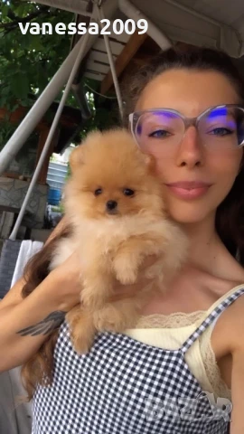 Продавам померани, снимка 18 - Померан - 33241409