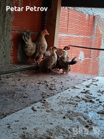 Декоративни кокошки , снимка 16 - Кокошки и пуйки - 51707427
