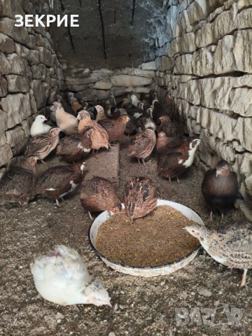 Продавам Домашни  Яйца  от Пъдпъдъци , снимка 9 - Други - 46928739