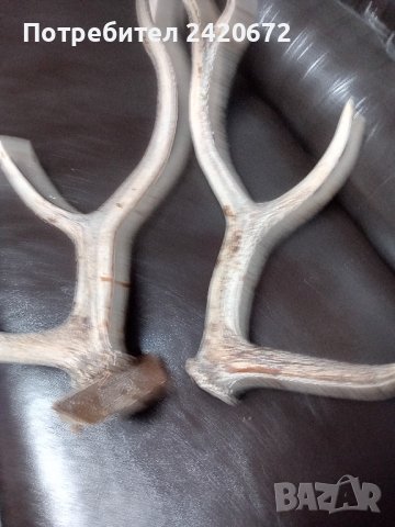 еленови рога, снимка 6 - Декорация за дома - 42603419